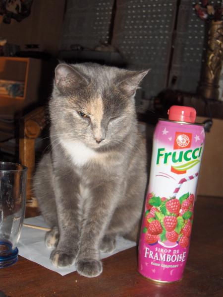 c est mon chat danette