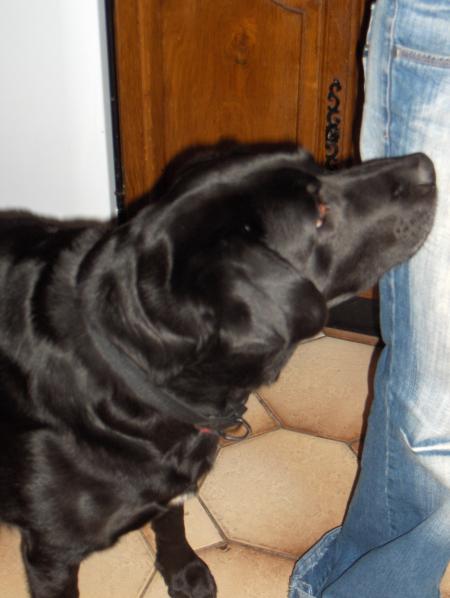 ma gros vache